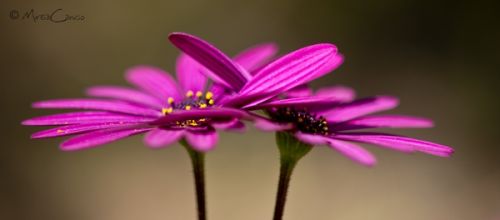 Fotografia de Mireia Canicio - Galeria Fotografica: PASSION FLOWERS - Foto: UNIDAS PARA SIEMPRE