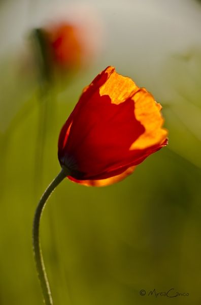 Fotografia de Mireia Canicio - Galeria Fotografica: PASSION FLOWERS - Foto: NACIENDO