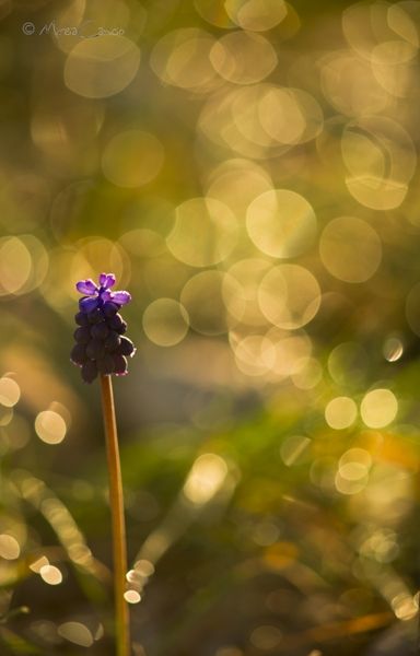 Fotografia de Mireia Canicio - Galeria Fotografica: PASSION FLOWERS - Foto: JUEGOS DE LUCES