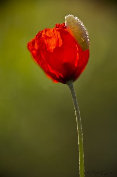 Fotografia de Mireia Canicio - Galeria Fotografica: PASSION FLOWERS - Foto: A LA VIDA