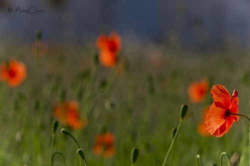 Fotografia de Mireia Canicio - Galeria Fotografica: PASSION FLOWERS - Foto: DESENFOCANDO