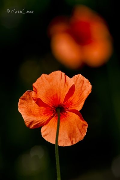 Fotografia de Mireia Canicio - Galeria Fotografica: PASSION FLOWERS - Foto: TRANSPARENCIAS FLORALE