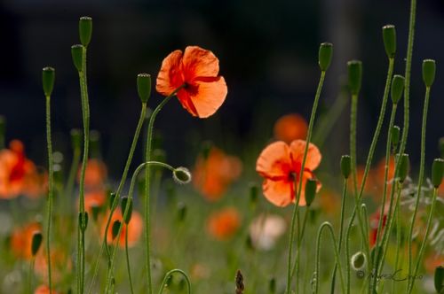 Fotografia de Mireia Canicio - Galeria Fotografica: PASSION FLOWERS - Foto: PEQUEAS TRAVESURAS