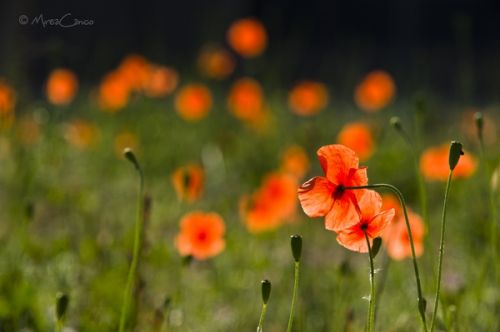 Fotografia de Mireia Canicio - Galeria Fotografica: PASSION FLOWERS - Foto: COMPOFLORAL