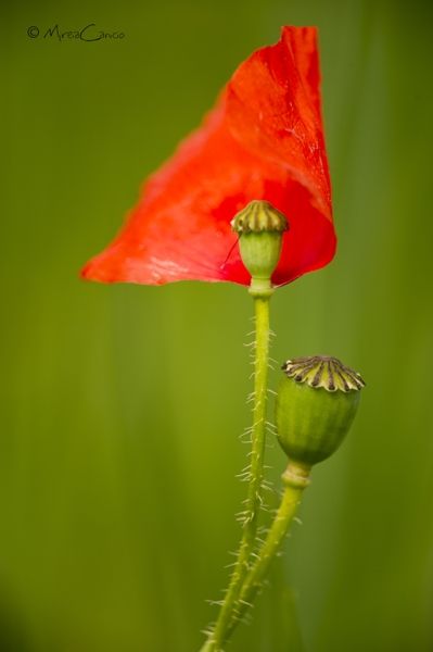 Fotografia de Mireia Canicio - Galeria Fotografica: PASSION FLOWERS - Foto: RAZONES DEL VIENTO