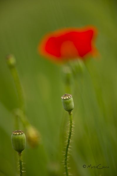 Fotografia de Mireia Canicio - Galeria Fotografica: PASSION FLOWERS - Foto: ANTES DE...