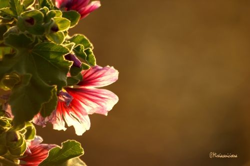 Fotografia de Mireia Canicio - Galeria Fotografica: PASSION FLOWERS - Foto: UN PEQUEO DETALLE