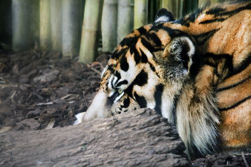 Fotografia de IvanGomez - Galeria Fotografica: Natura - Foto: 