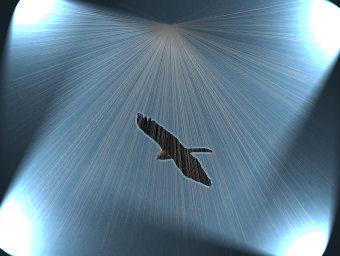 Fotografia de cotallo-nonocot - Galeria Fotografica: cotallo-nonocot - Foto: aguila...