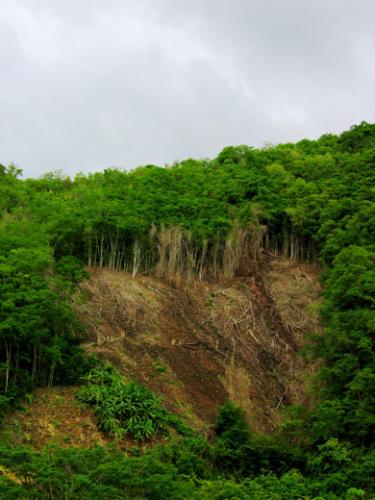 Fotografia de javier gonz�lez - Galeria Fotografica: Ut�pica o el amor de los pares en la Naturaleza - Foto: Coraz�n herido