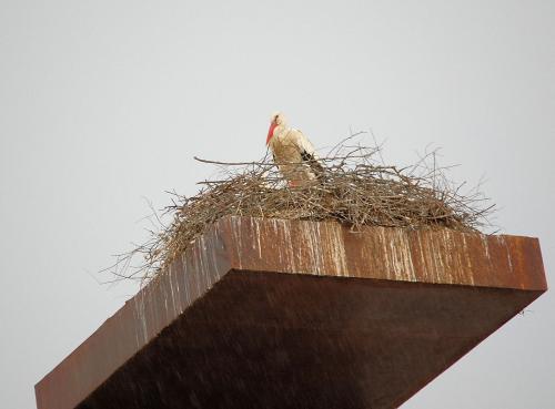 Fotografia de cotallo-nonocot - Galeria Fotografica: Naturaleza - Foto: cigeas.