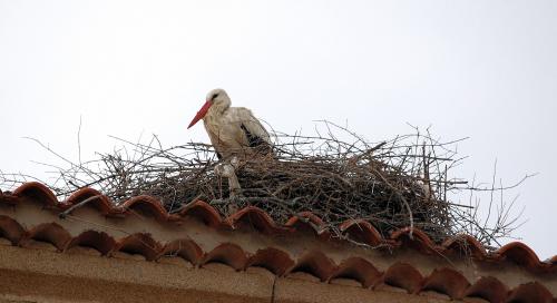 Fotografia de cotallo-nonocot - Galeria Fotografica: Naturaleza - Foto: cigeas.