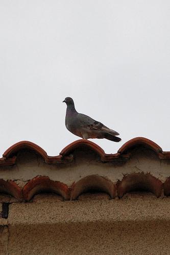 Fotografia de cotallo-nonocot - Galeria Fotografica: Naturaleza - Foto: paloma.