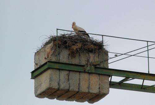 Fotografia de cotallo-nonocot - Galeria Fotografica: Naturaleza - Foto: cigeas.
