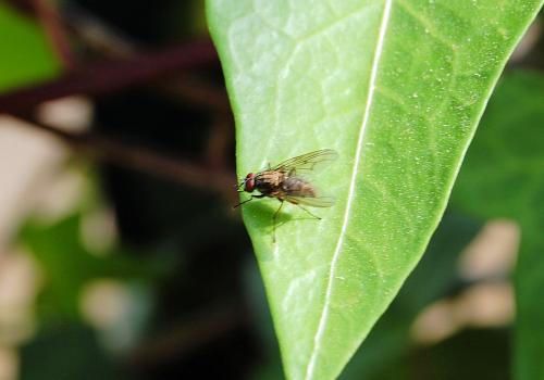 Fotografia de cotallo-nonocot - Galeria Fotografica: cotallo-nonocot - Foto: mosca.