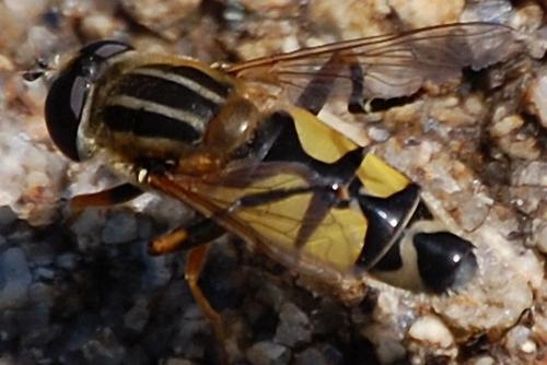Fotografia de cotallo-nonocot - Galeria Fotografica: cotallo-nonocot - Foto: abispa.