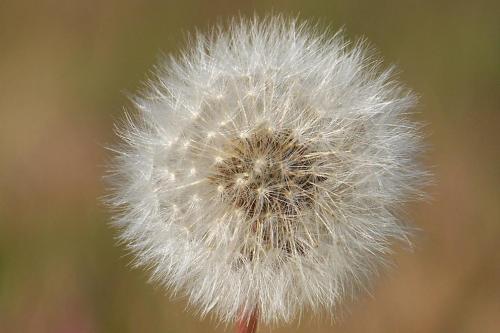 Fotografia de Fernando - Galeria Fotografica: DIAS AL SOL - Foto: En mi tierra le llaman Panadero...