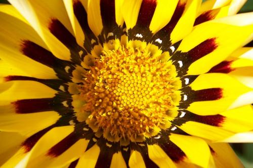 Fotografia de Fernando - Galeria Fotografica: DIAS AL SOL - Foto: Flores de mi ciudad