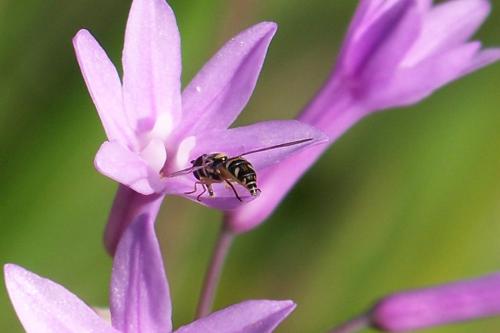 Fotografia de Fernando - Galeria Fotografica: DIAS AL SOL - Foto: AVISPA