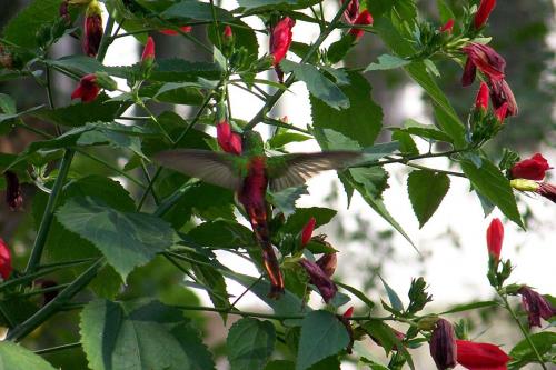 Fotografia de Fernando - Galeria Fotografica: DIAS AL SOL - Foto: COLIBRI REAL