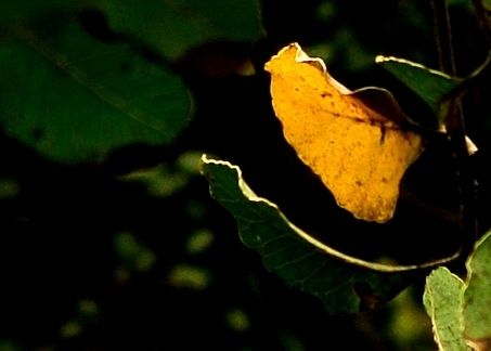 Fotografia de manuel concha - Galeria Fotografica: Flores de la quebrada de Macul - Foto: 