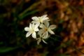 Fotos de manuel concha -  Foto: Flores de la quebrada de Macul - 