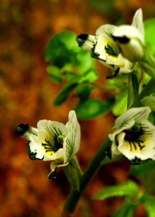 Fotografia de manuel concha - Galeria Fotografica: Flores de la quebrada de Macul - Foto: 