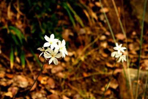 Fotografia de manuel concha - Galeria Fotografica: Flores de la quebrada de Macul - Foto: 