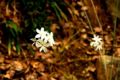 Fotos de manuel concha -  Foto: Flores de la quebrada de Macul - 