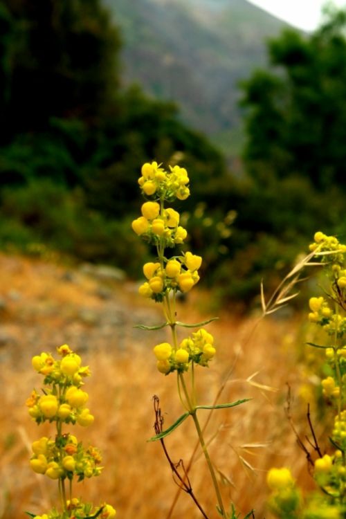 Fotografia de manuel concha - Galeria Fotografica: Flores de la quebrada de Macul - Foto: 