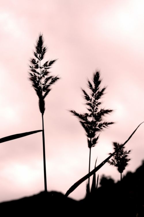 Fotografia de manuel concha - Galeria Fotografica: Flores de la quebrada de Macul - Foto: 