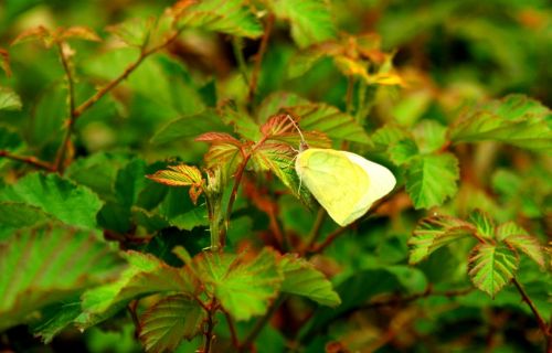 Fotografia de manuel concha - Galeria Fotografica: Flores de la quebrada de Macul - Foto: 