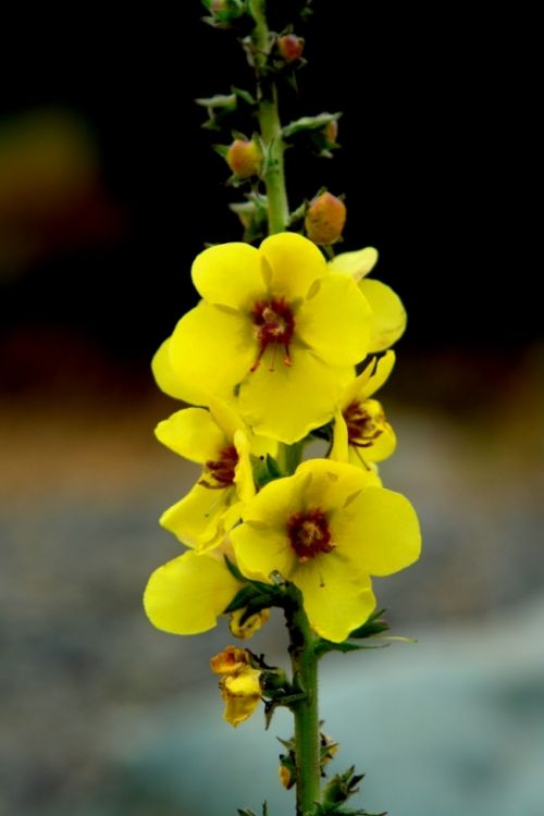 Fotografia de manuel concha - Galeria Fotografica: Flores de la quebrada de Macul - Foto: 