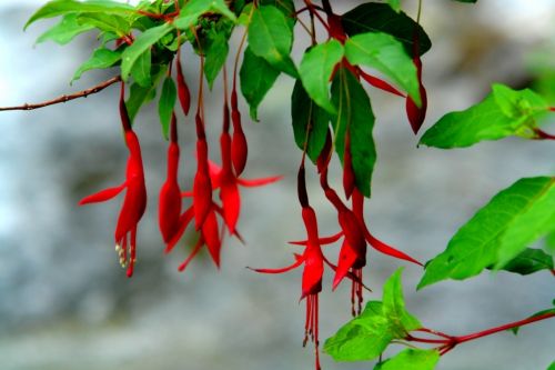 Fotografia de manuel concha - Galeria Fotografica: Flores de la quebrada de Macul - Foto: 