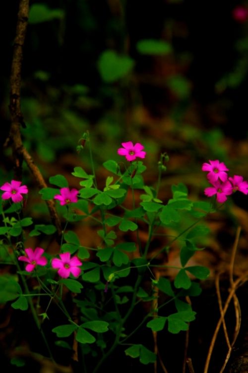 Fotografia de manuel concha - Galeria Fotografica: Flores de la quebrada de Macul - Foto: 