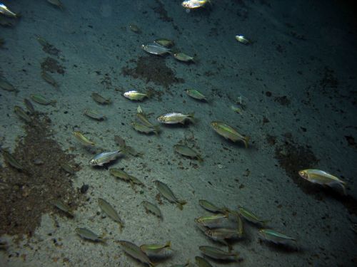 Fotografia de Melita - Galeria Fotografica: Fotosub - Foto: 