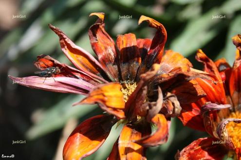 Fotografia de JunkGirl - Galeria Fotografica: Abstracto ntido - Foto: Dptera descansando