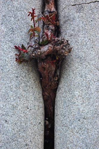 Fotografia de Jos Luis - Galeria Fotografica: Santiago de Compostela, Otra visin - Foto: 