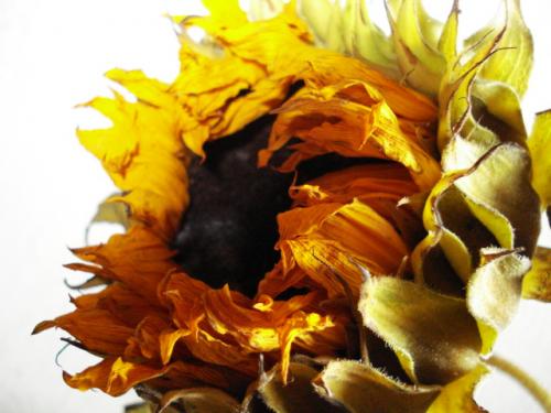 Fotografia de Vctor Vargas - Galeria Fotografica: Flores - Foto: I'm Dying