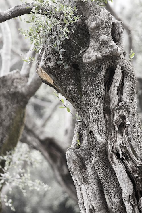 Fotografia de Juanjo Vega Santa-Cruz - Galeria Fotografica: oliveres - Foto: 