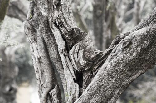 Fotografia de Juanjo Vega Santa-Cruz - Galeria Fotografica: oliveres - Foto: 