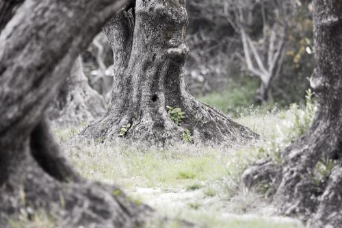 Fotografia de Juanjo Vega Santa-Cruz - Galeria Fotografica: oliveres - Foto: 