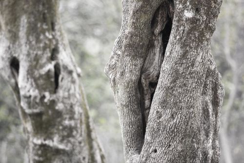 Fotografia de Juanjo Vega Santa-Cruz - Galeria Fotografica: oliveres - Foto: 