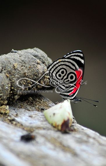 Fotografia de CARLOS LORA Jr - Galeria Fotografica: Naturaleza colombiana - Foto: 