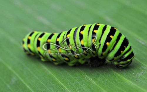 Fotografia de CARLOS LORA Jr - Galeria Fotografica: Naturaleza colombiana - Foto: 