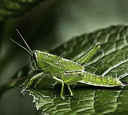 Fotografia de CARLOS LORA Jr - Galeria Fotografica: Naturaleza colombiana - Foto: 