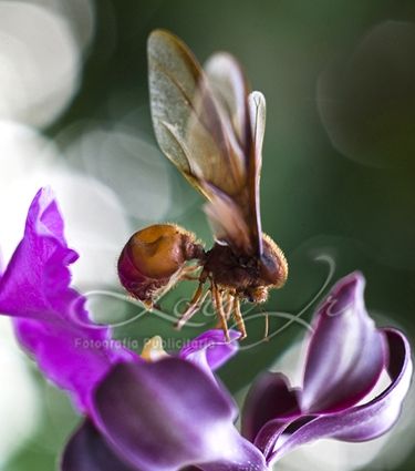 Fotografia de CARLOS LORA Jr - Galeria Fotografica: Naturaleza colombiana - Foto: 