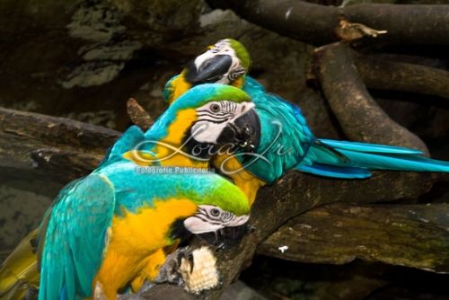 Fotografia de CARLOS LORA Jr - Galeria Fotografica: Naturaleza colombiana - Foto: 