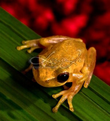 Fotografia de CARLOS LORA Jr - Galeria Fotografica: Naturaleza colombiana - Foto: 