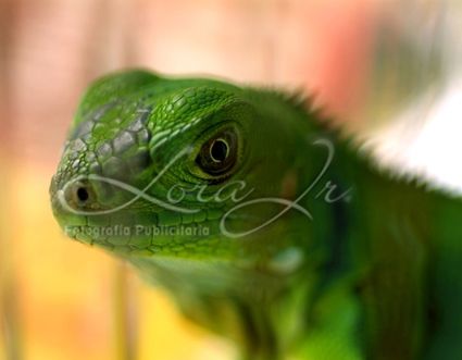 Fotografia de CARLOS LORA Jr - Galeria Fotografica: Naturaleza colombiana - Foto: 